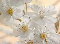 Kirschblüten beige