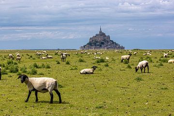 Schafe am Mont Saint Michel
