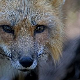 Nahaufnahme Portrait eines Rotfuchses von Anneliese Grünwald-Märkl