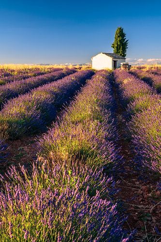 Lavendelbloesem in de Provence van Achim Thomae Photography
