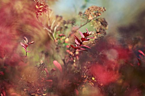autumn red..nature's painting