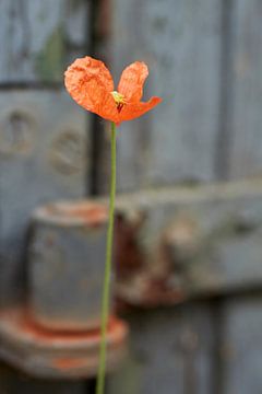 Poppy for the old barn by Cor de Hamer