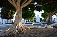 Plaza de Los Remedios Yaiza met ficusboom en wit kerkje van My Footprints thumbnail