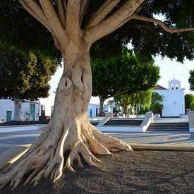 Plaza de Los Remedios Yaiza with ficus tree and white church by My Footprints