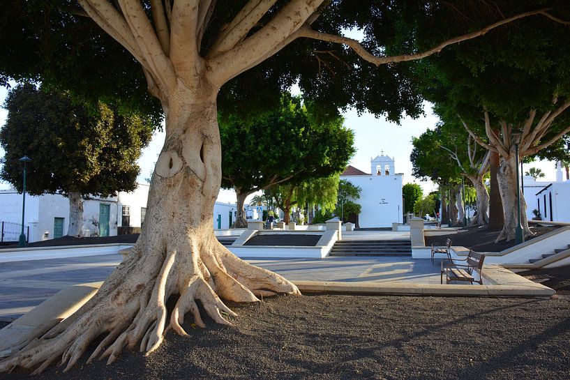 Plaza de Los Remedios Yaiza met ficusboom en wit kerkje van My Footprints