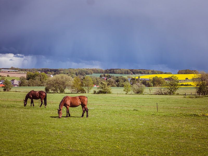 Horses in a meadow with thunderclouds by Animaflora PicsStock