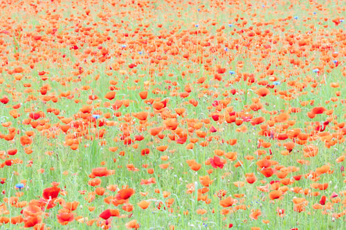 A magnificent field of poppies