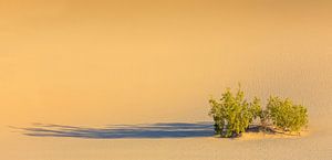 Mesquite Flat Sand Dunes in Death Valley National Park