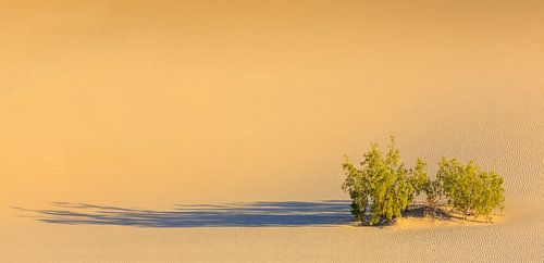 Mesquite Flat Sand Dunes in Death Valley National Park