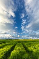 Summery skies above the grain fields in Groningen