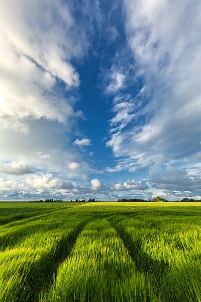 Sommerlicher Himmel über den Getreidefeldern in Groningen von Bas Meelker