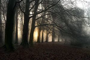 Hemmensebos part 61