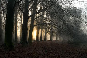 Hemmensebos Teil 61 von Tania Perneel