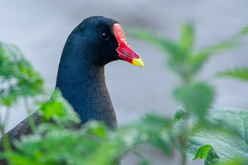 Moorhen by Erwin Schenk