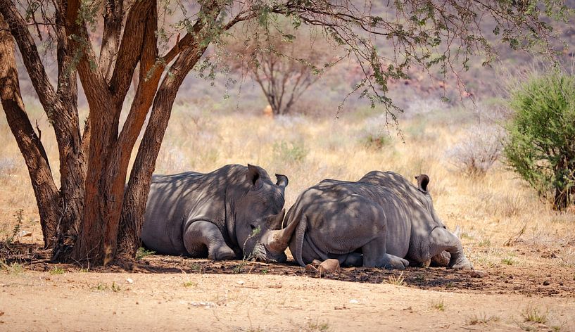 Breitmaulnashorn in Namibia, Afrika von Patrick Groß
