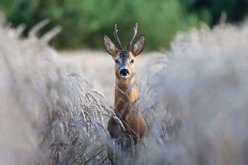 Roebuck op ooghoogte van Johann-Henrik Pfennig