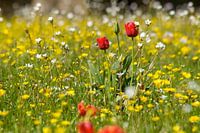 Ocean of flowers