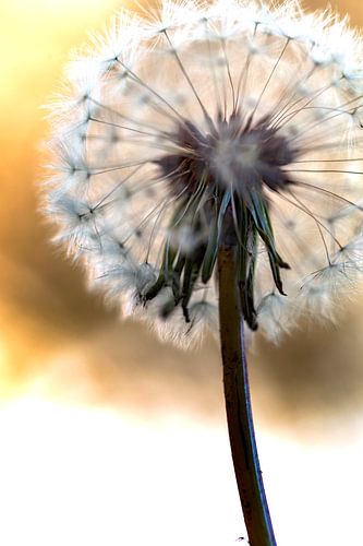 Touch me in the morning by Jan van der Knaap