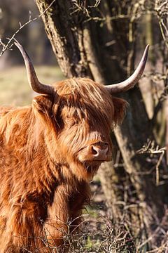 Schotse Hooglander zwart/wit van Lens_en_Dier/Vizier Fotografie