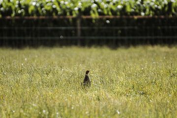 Partridge in the meadow by Holly Klein Oonk