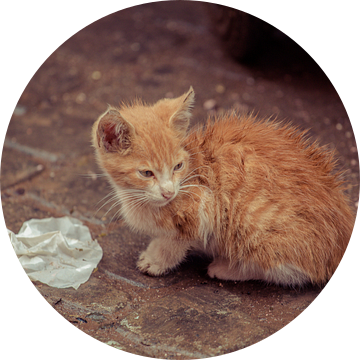 Rode kater Marrakesh