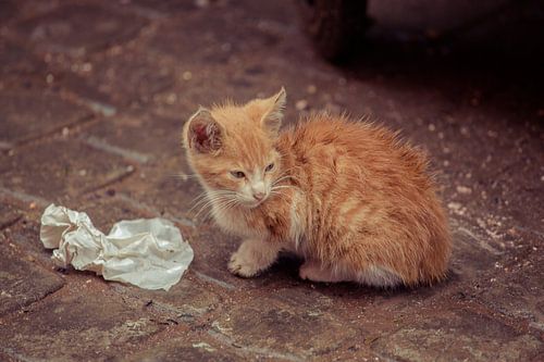 Rode kater Marrakesh