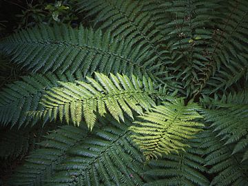 Looking for the sun. Ferns in different colour schemes.