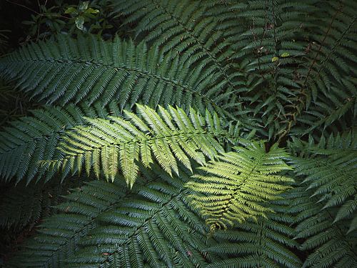 Op zoek naar de zon. Varens in verschillende kleurstellingen.
