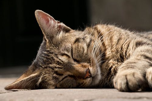 Schlafende streunende Katze