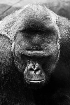 Portrait d'un énorme gorille mâle puissant, F photo noir et blanc symbole de pouvoir sur Michael Semenov