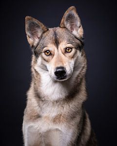 Portret Wolfshond met donkere achtergrond van Lotte van Alderen