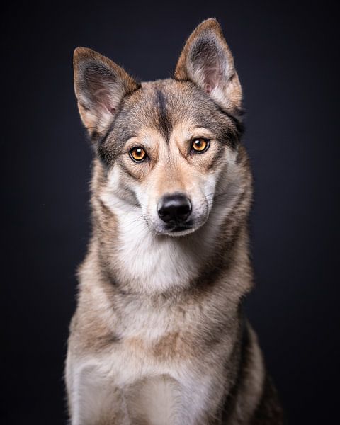 Porträt Wolfshund mit dunklem Hintergrund von Lotte van Alderen