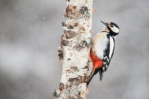 Grote Bonte specht, Dendrocopos major