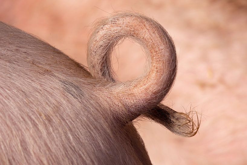 Natuurlijk gekrulde en harige varkensstaart close up van Frans Rombout