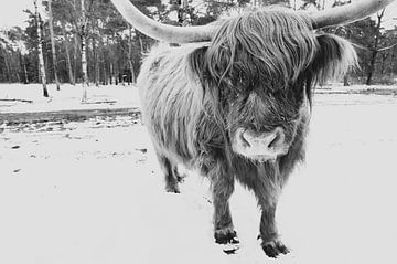 Schottische Highlander-Rindes im Winter im Schnee von Sjoerd van der Wal Fotografie