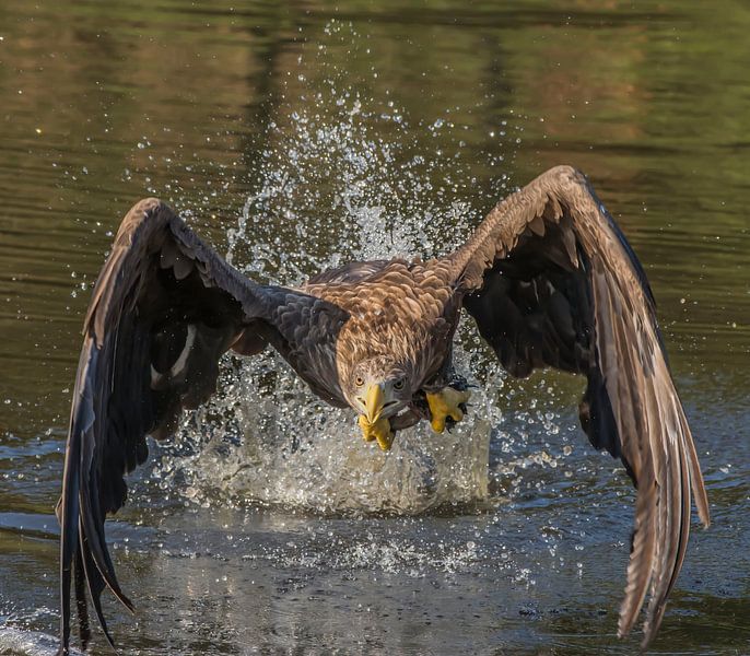 The European Bald Eagle by Stephan Scheffer