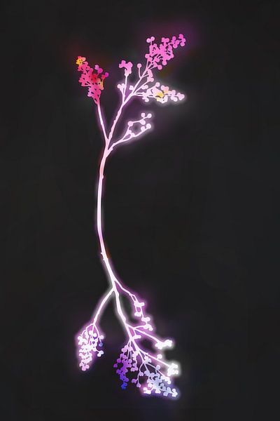 Florescence Fuschia par amini54 
