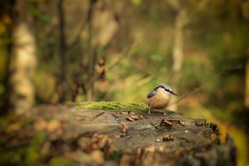 Nuthatch on tree stump in Schwenninger Moos - Baden-Württemberg by BlattArt - Christine Horn