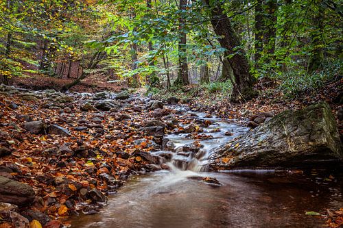 Die Hoëgne im Herbst von Walter Roost