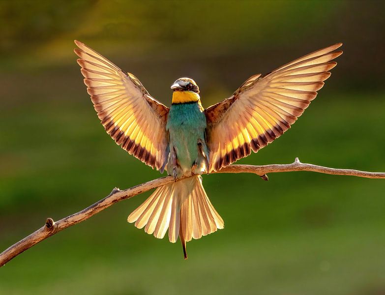 Bee-Eater by Petra van der Zande