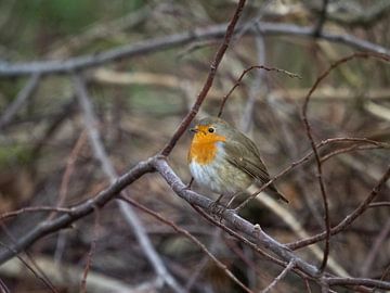 Robin im Winter von Maikel Brands