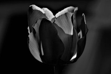 Die Schwarze Tulpe