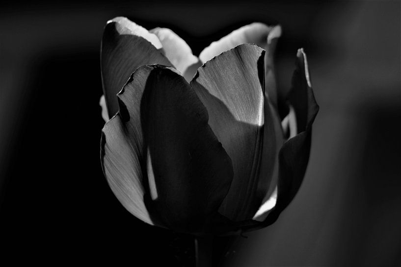 Die Schwarze Tulpe von Marc Wielaert