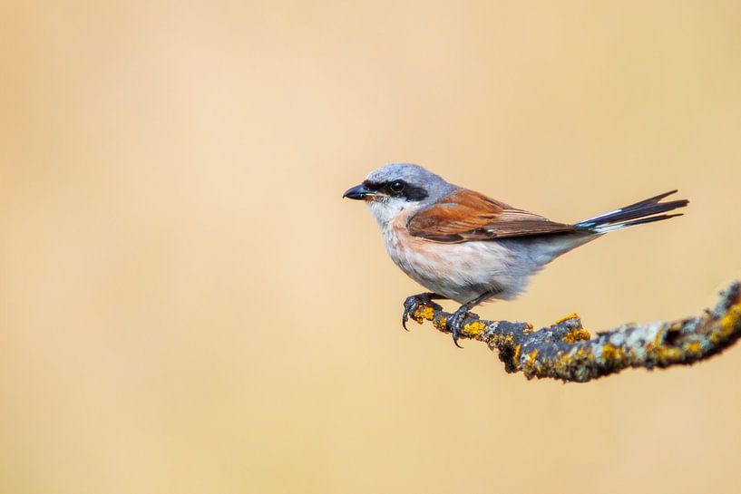un mâle de pie-grièche écorcheur (Lanius collurio) perché sur une branche, portrait, wildlife, europe, par Mario Plechaty Photography