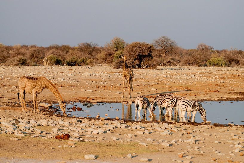 Drinking wild animals at the waterhole by Merijn Loch
