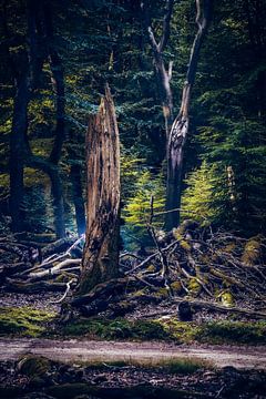 Mystical old forest with ancient appearance by Fotografiecor .nl