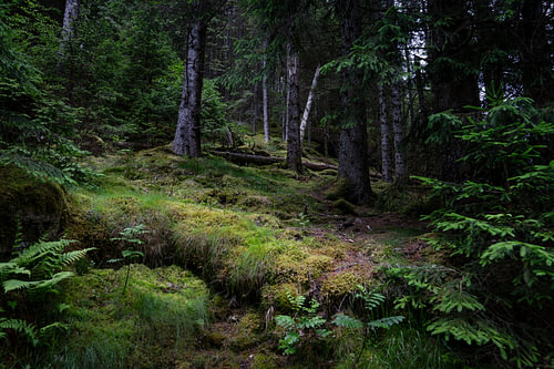 Märchenhafter Wald in Norwegen