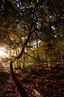 Spreulderbos