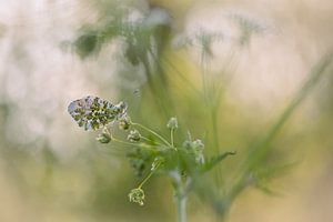 Orange tip with beautiful bokeh