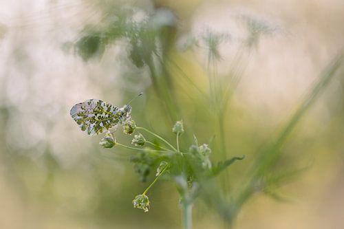 Oranjetipje met mooie bokeh